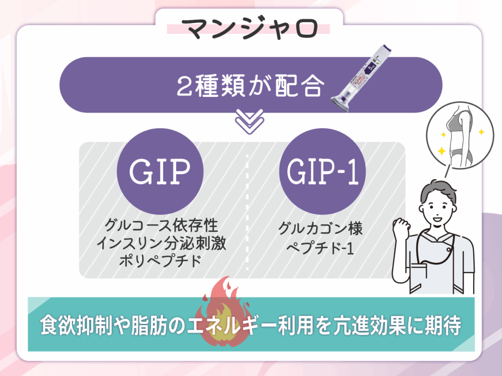 食欲抑制・脂肪燃焼効果に期待ができる
